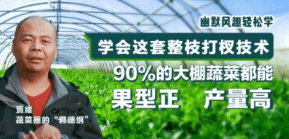 90%的大棚蔬菜都能国型正 产量高